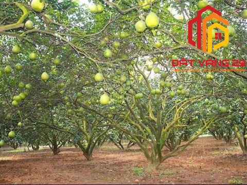 Hơn 300m – mặt tiền 12m – nở hậu – full vườn – sổ đỏ – chỉ hơn 2tr/m