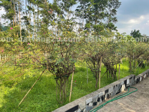 Chính chủ cần bán 7346,5m2 thuộc Thôn 2C – Cố Nghĩa – Lạc Thủy – Hòa Bình