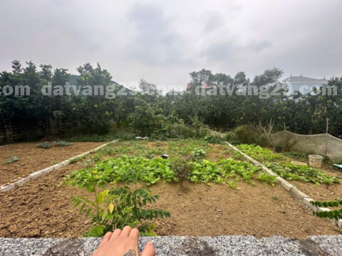 Bán đất thổ cư Hạnh Côn – Nam phương Tiến – Nằm trong khu dân cư đông đúc