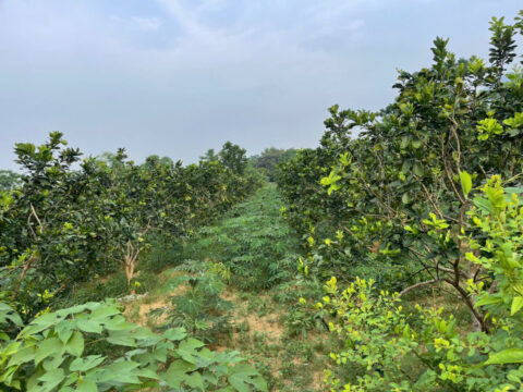 Bán đất Ngọc Lương Yên Thủy Hoà Bình – 240m² thổ cư & vườn bưởi lâu năm, bám đường liên xã 8m!