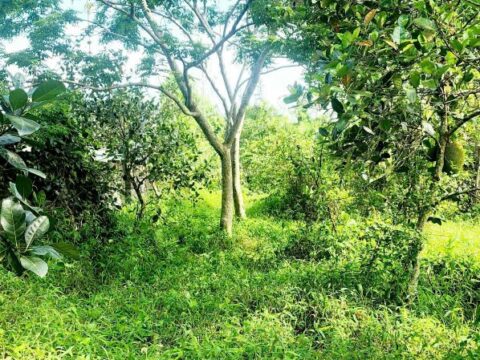 Bán đất Kim Bôi Hòa Bình – Lô Đất Nghỉ Dưỡng 1.385m², Nước Khoáng Nóng, Cách Big C Thăng Long 60km