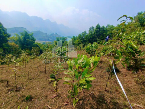 Bán Đất Lạc Sơn Hòa Bình – 1416m² Có 214m² Thổ Cư – Bám Đường Bê Tông – View Hồ Cực Đẹp