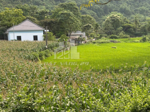 Bán đất Tân Lạc Hòa Bình – Lô 470m² thổ cư, đường ô tô vào tận nơi, khí hậu mát mẻ