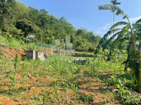 Bán đất Thạch Yên Cao Phong Hòa Bình – 2.000m², 200m² thổ cư, 2 mặt đường, view cánh đồng thoáng mát