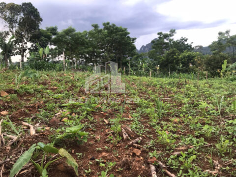 Bán đất Cao Phong Hòa Bình – Lô đất 1007m² trung tâm Dũng Phong, có 400m² thổ cư, view thoáng cực đẹp