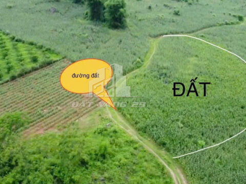 Bán đất Phú Vinh Tân Lạc – 2.500m² đất cây lâu năm, mặt bằng đẹp, giá siêu rẻ