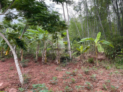 Bán đất Mai Châu Hòa Bình – 1.500m² có thổ cư – Gần Avana Retreat – Thích hợp an cư, đầu tư