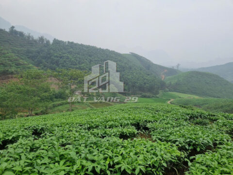 Bán đất rừng Yên Lập Phú Thọ – 3,2ha – Đang trồng chè – Đường ô tô vào tận đất – View ruộng bậc thang