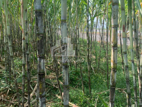 Bán đất nghỉ dưỡng Hợp Phong – 2546m² – Đất đẹp bằng phẳng – Cách QL6 chỉ vài phút