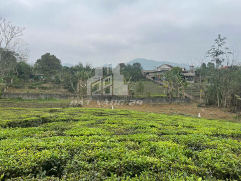 Bán đất Long Cốc – Gần 1900m² CLN – Đường bê tông ô tô – View đồi chè thoáng mát