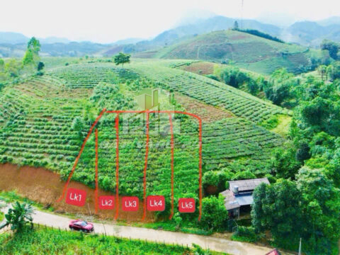 Bán Đất Nền Tân Sơn Phú Thọ – 121m² – Sổ Đỏ Chính Chủ – Khu Vực Dân Cư Ổn Định