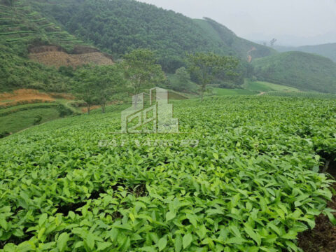 Bán Đất Trang Trại Yên Lập – 32.700m² Trồng Chè – Giao Thông Thuận Tiện – Giá Tốt