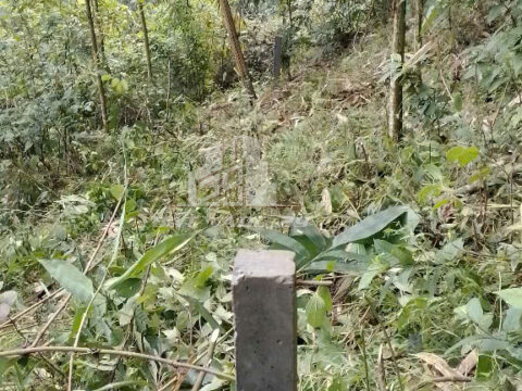 Bán Đất RSX Mường Động Phú Thọ – Gần 8000m² – Sổ Hồng – Đất Đồi Đẹp – 2 Mặt Suối