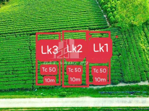 Bán Lô Đất LK1 Thanh Sơn Phú Thọ – 296.3m² – View Đồi Chè – Gần Dự Án Cầu Mới Nối QL32