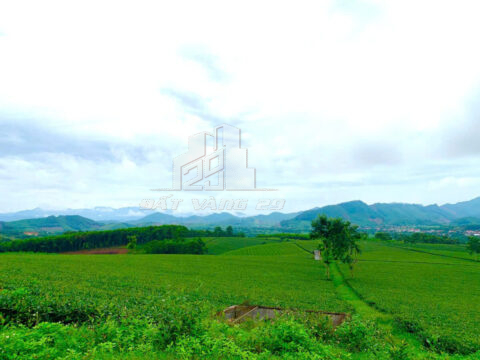 Bán Lô Đất LK2 Thanh Sơn Phú Thọ – 289.7m² Vuông Vắn – Gần Cầu Mới – Đầu Tư Sinh Lời