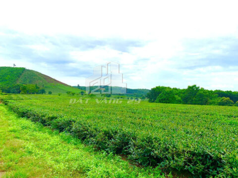 Bán Lô Đất LK3 Thanh Sơn Phú Thọ – 282.5m² – Mặt Tiền Rộng – Giao Thông Thuận Tiện