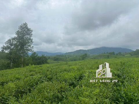 Bán Đất Long Cốc Tân Sơn – 2.217m² – Trung Tâm Đồi Chè – Tiềm Năng Nghỉ Dưỡng Cực Cao!