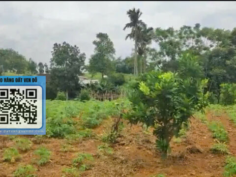 Bán Đất Tân Lạc Hòa Bình – Cây Lâu Năm – Bám Suối, View Đồng Đẹp!  S=1210m²