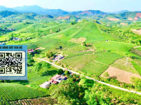 Bán Đất Đồi Chè Văn Miếu – Thanh Sơn – Gần Khu Du Lịch Long Cốc    S=8.000m²