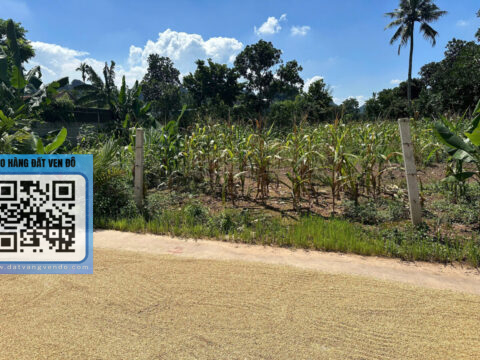 Bán Đất Cao Dương Phú Thọ – Full ONT – View Cánh Đồng Siêu Đẹp   S=99,8m²