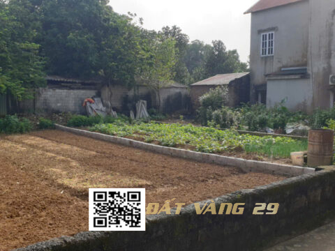 Bán đất Đồi Chè Thanh Bình Chương Mỹ | Giá đầu tư – Pháp lý rõ ràng – S=200m²