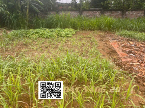 BÁN ĐẤT PHÂN LÔ HOÀNG VĂN THỤ 80.2m² – Khu dân cư hiện hữu – Giá tốt ( LK6)