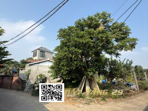 Bán đất thổ cư Đông Sơn Giá rẻ 114,9m² – Dân cư đông đúc , giá đầu tư