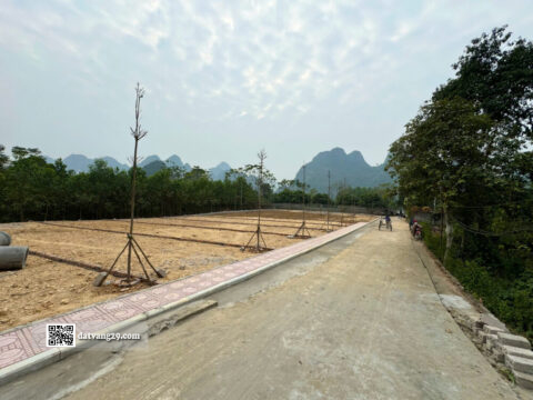 Bán Đất Phân Lô Dẻ Cau Thanh Sơn 101,4m² – Giao thông thuận tiện – Giá F0