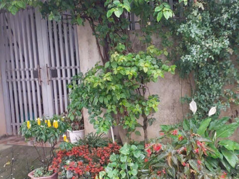 Bán Đất Thổ Cư Đồng Trữ Phú Nghĩa Giá Rẻ 101.3m² – Pháp lý chuẩn, Sổ đỏ chính chủ – Giá đầu tư